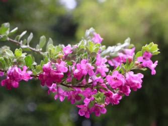 紫花芙蓉|这是“红花玉芙蓉”，别名“晴雨表灌木”，花语是“坚强”